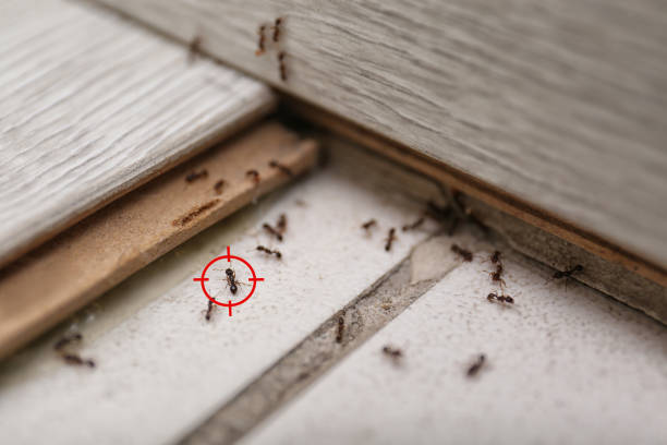 Best Residential Pest Control  in Palos Verdes Estates, CA